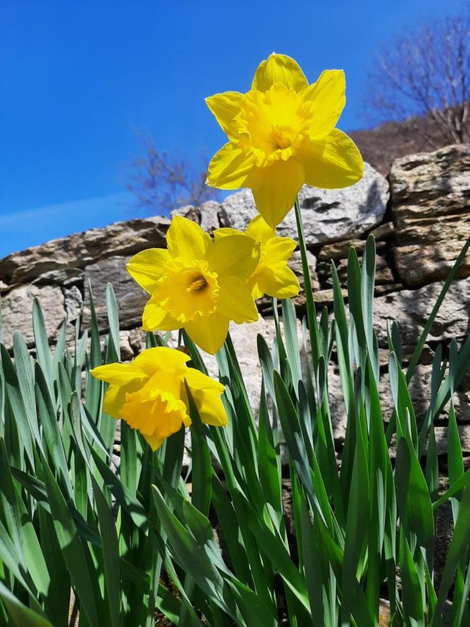 גראבדונה Agriturismo Zertin מראה חיצוני תמונה